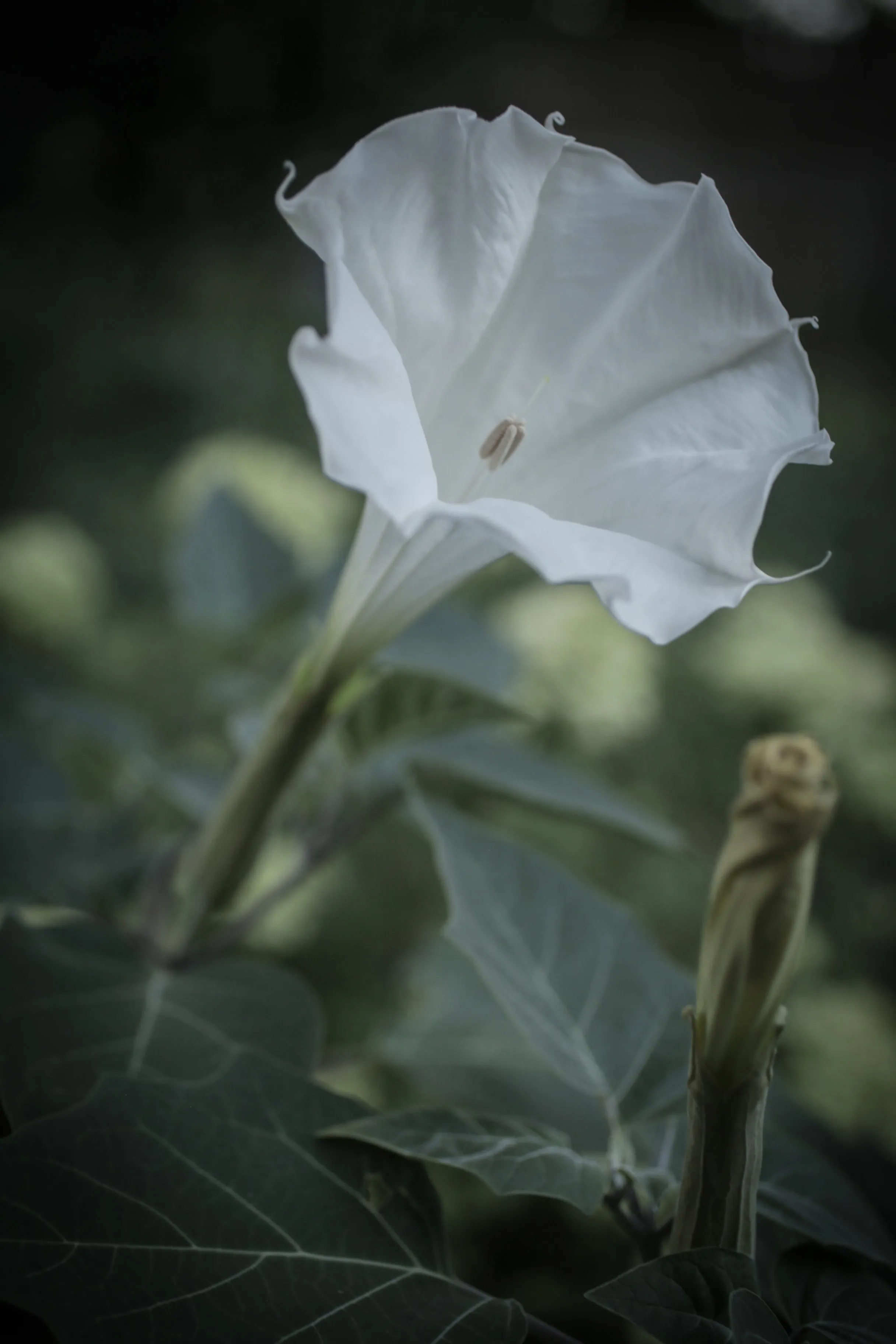 Datura Flower - Perfumed Lip Balm